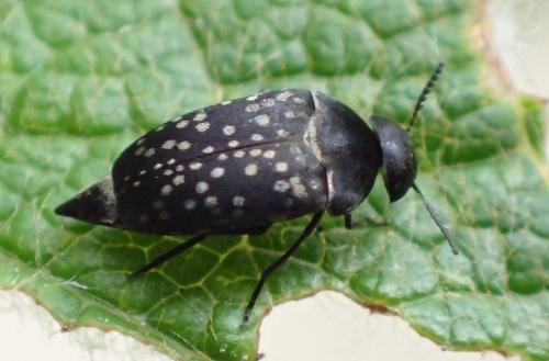 Curtimorda maculosa